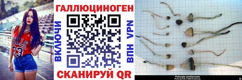 магазин  наркотиков  Дзержинск  Галлюциногенные грибы Psilocybe 